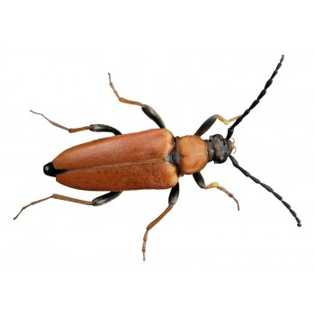 Boktor, houtetend insect. Volwassen stadium na het larvale stadium, dat zich niet meer met hout voedt.
