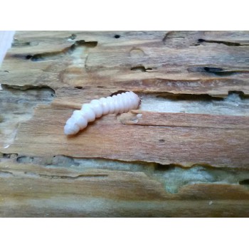 Longhorn beetle larva, wood-eating larva
