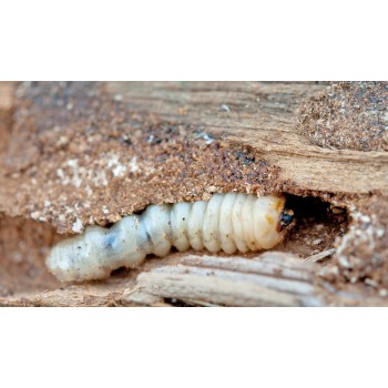 Bois attaqué par un insecte xylophage du bois