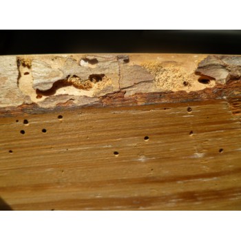 View of the depth of attack of wood-eating insects in wood